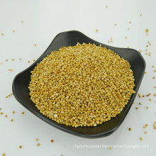 yelllow millet in husk